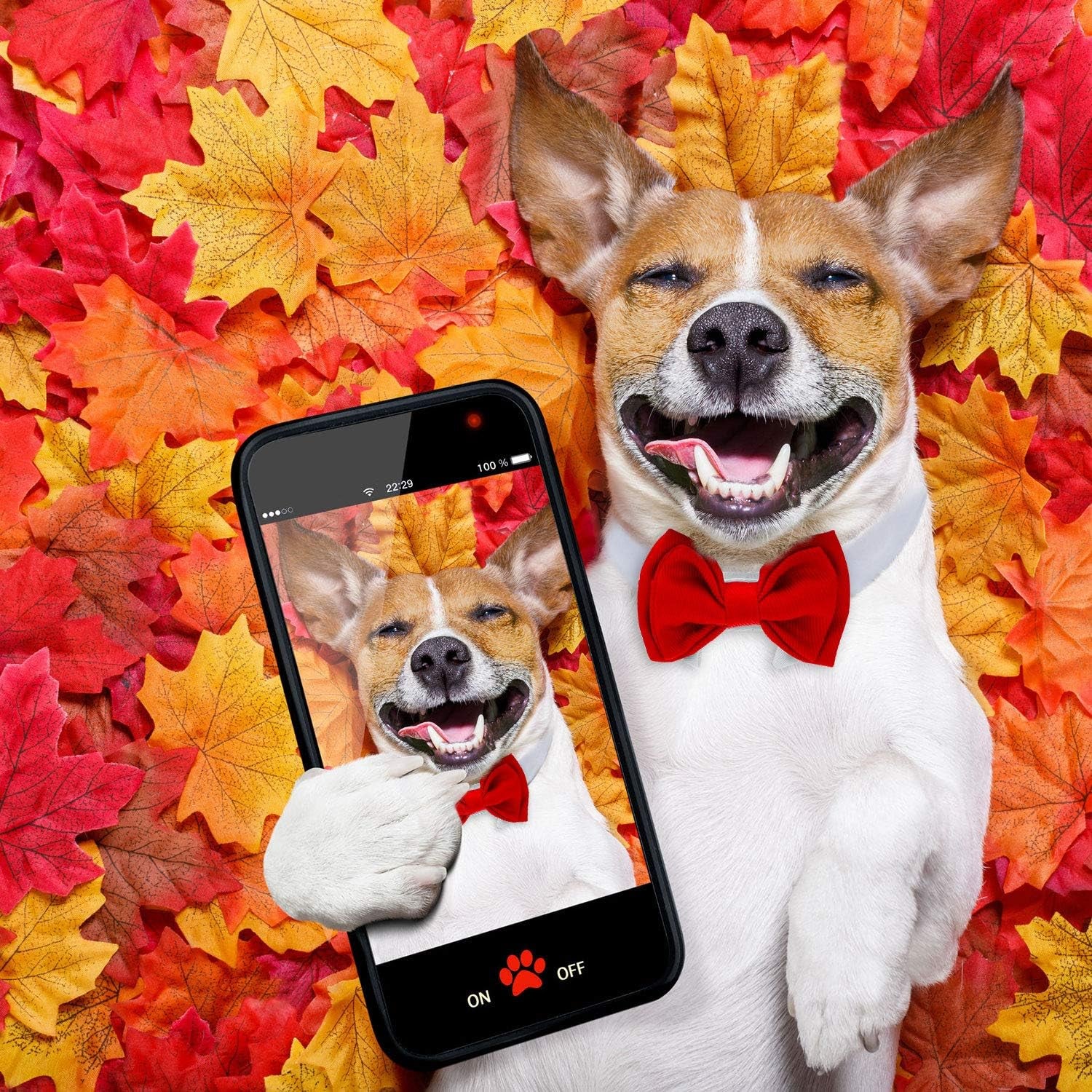 4 Pack Pet Bow Ties Adjustable | Formal Dog Collar & Cat Neck Tie for Small Dogs & Cats | Puppy Grooming Party Costume Accessories – L, Black, Red, Pink, Blue, Gray